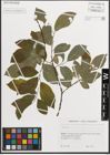 Foto von Salix L.